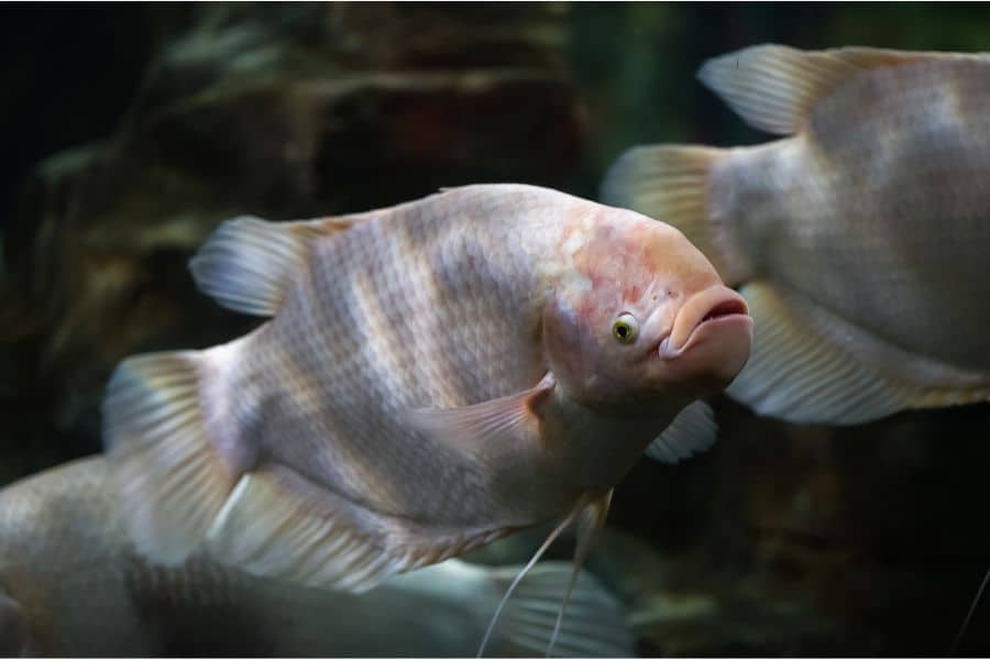 Gourami