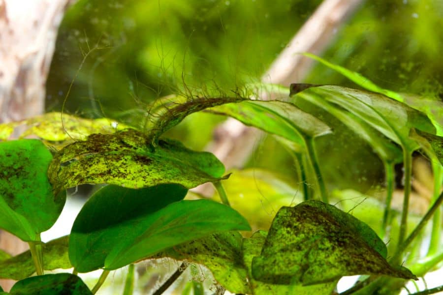 Hair Algae