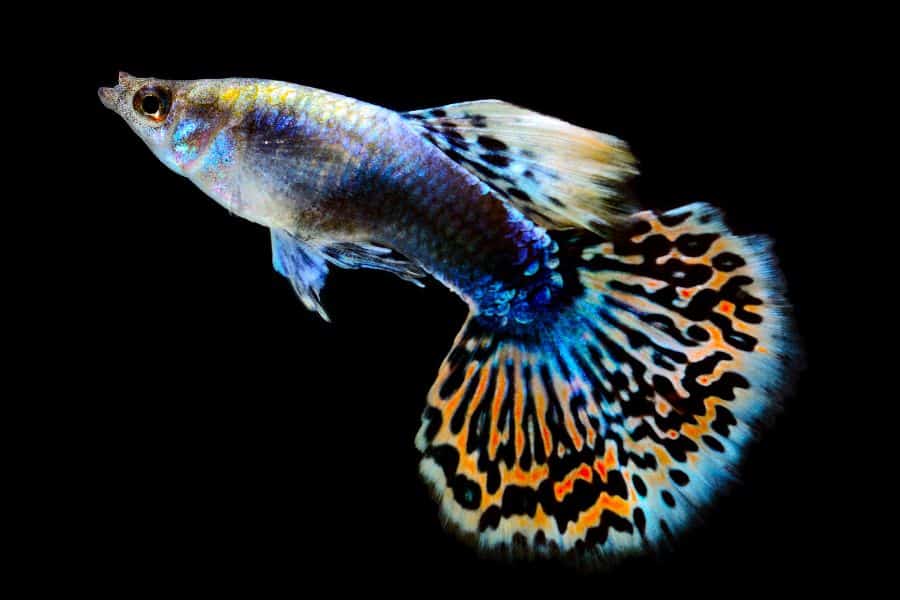 Halfmoon Tail Guppy