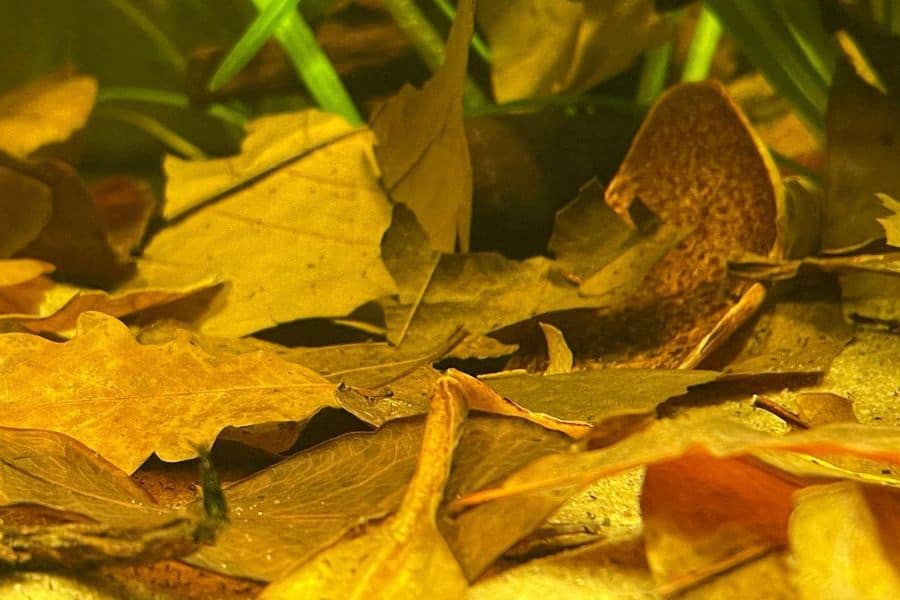 Indian Almond Leaves