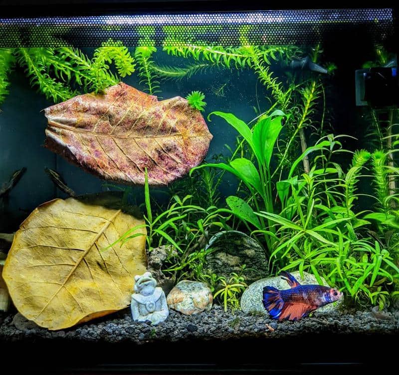 ndian Almond Leaves and Betta Fish