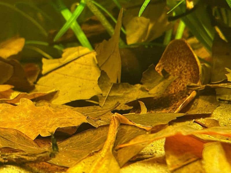 Indian Almond Leaves in tank