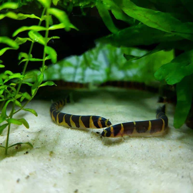 Kuhli Loach Breeding