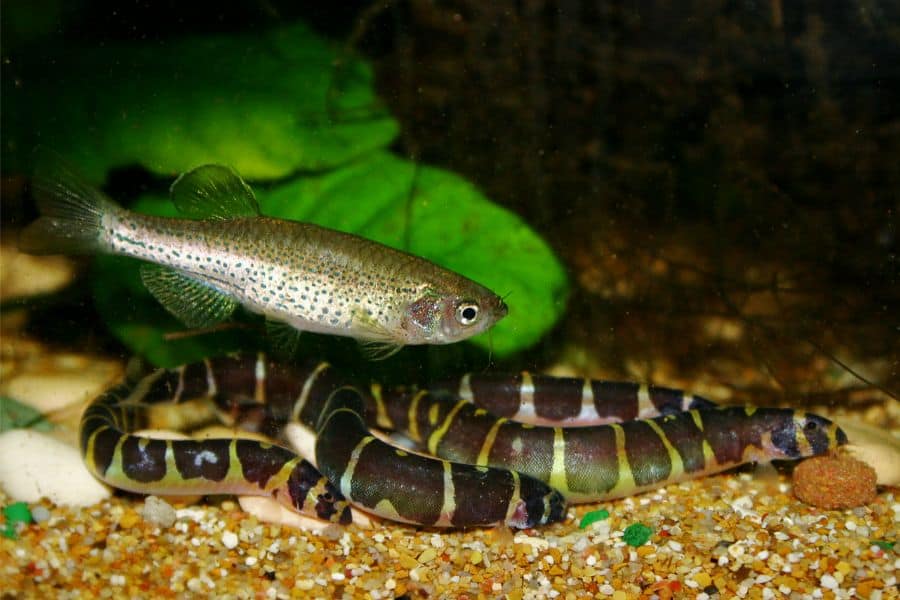 Kuhli Loach Tank Mates