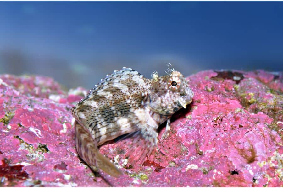 Lawnmower Blenny