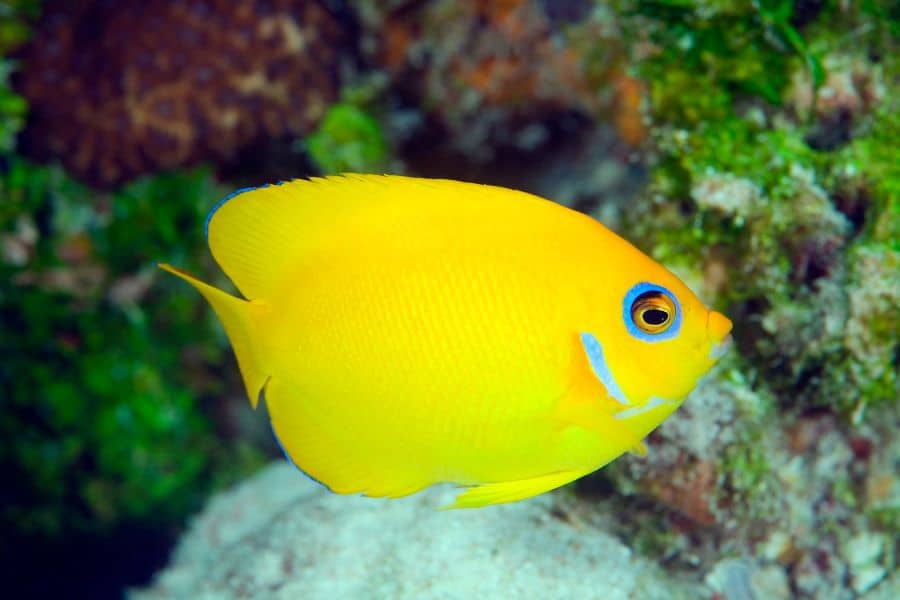 Lemon Peel Angelfish