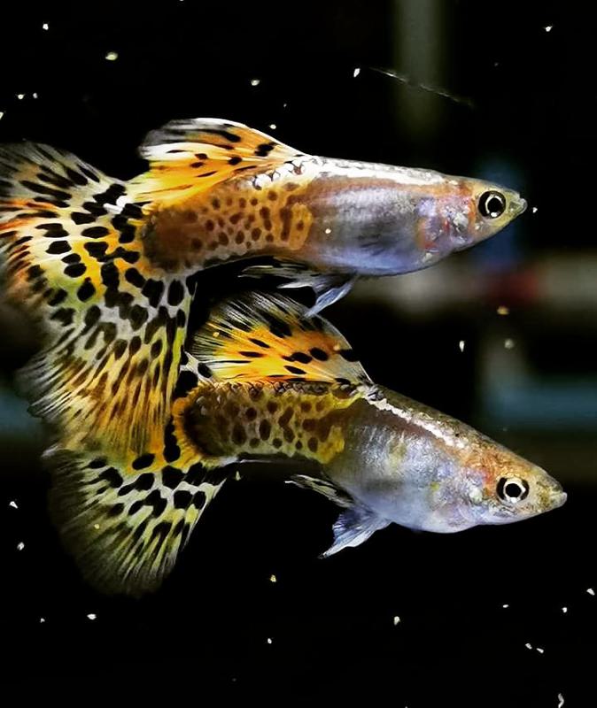 Leopard Guppy