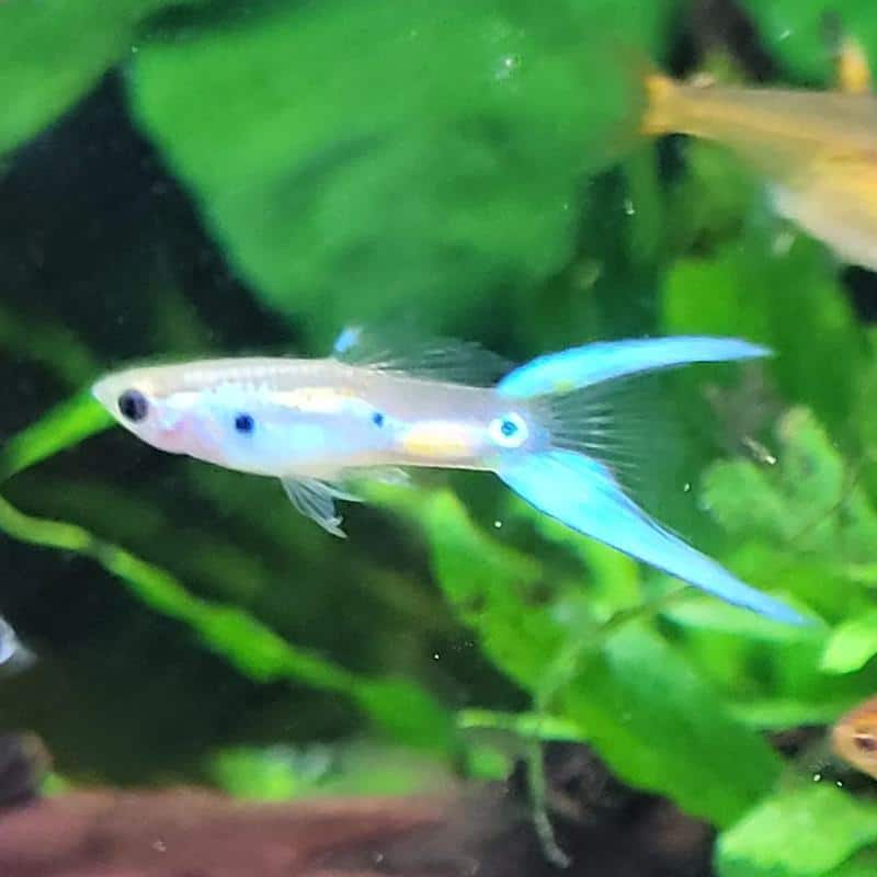 Lyretail Guppy