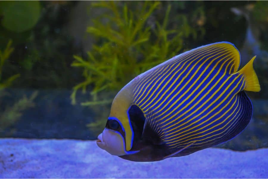 Marine Angelfish