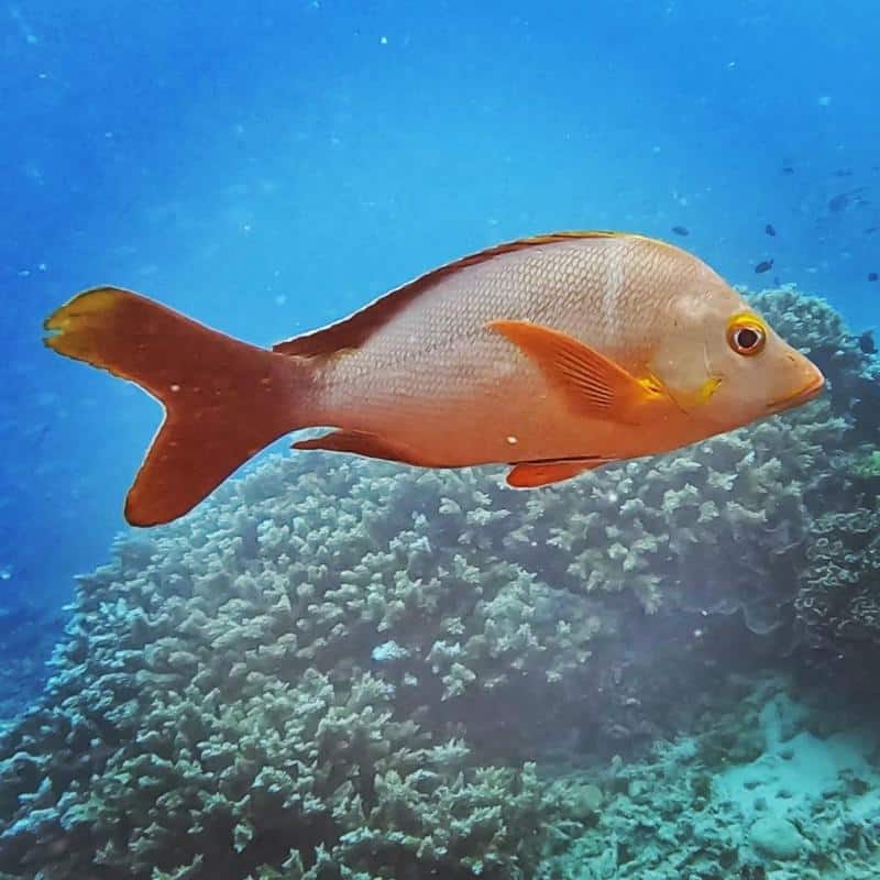 Paddletail Snapper