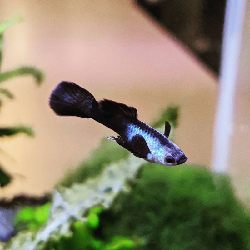 Panda Guppy