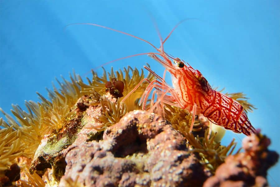 Peppermint Shrimp