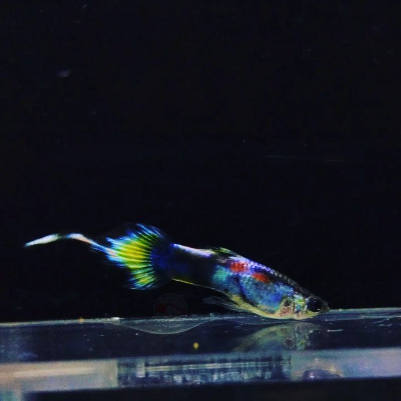 Pin Tail Guppy