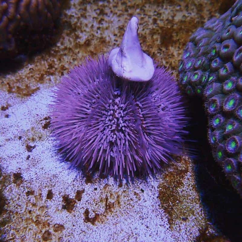 Pincushion Urchin