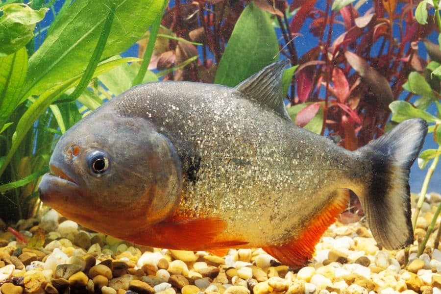 Piranha