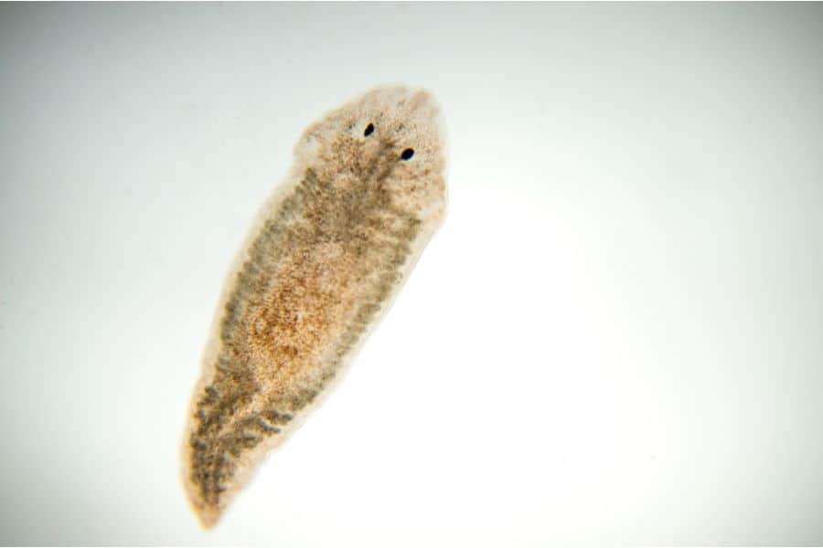 Planaria under microscope view