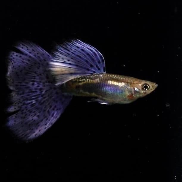 Purple Guppy