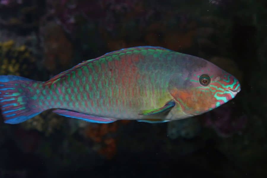 Quoyi Parrotfish