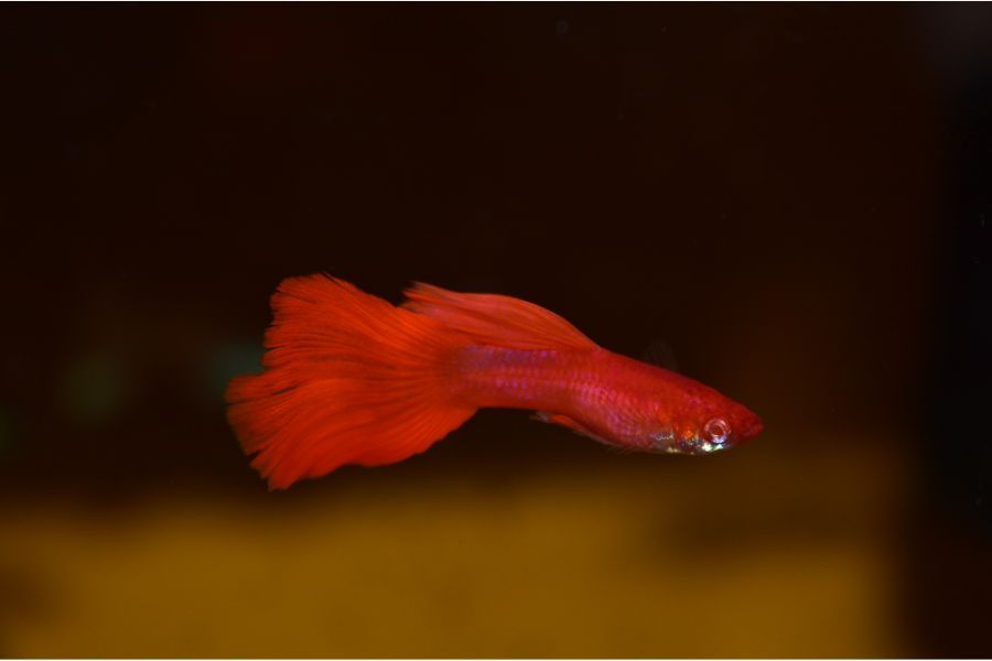 Red Guppy