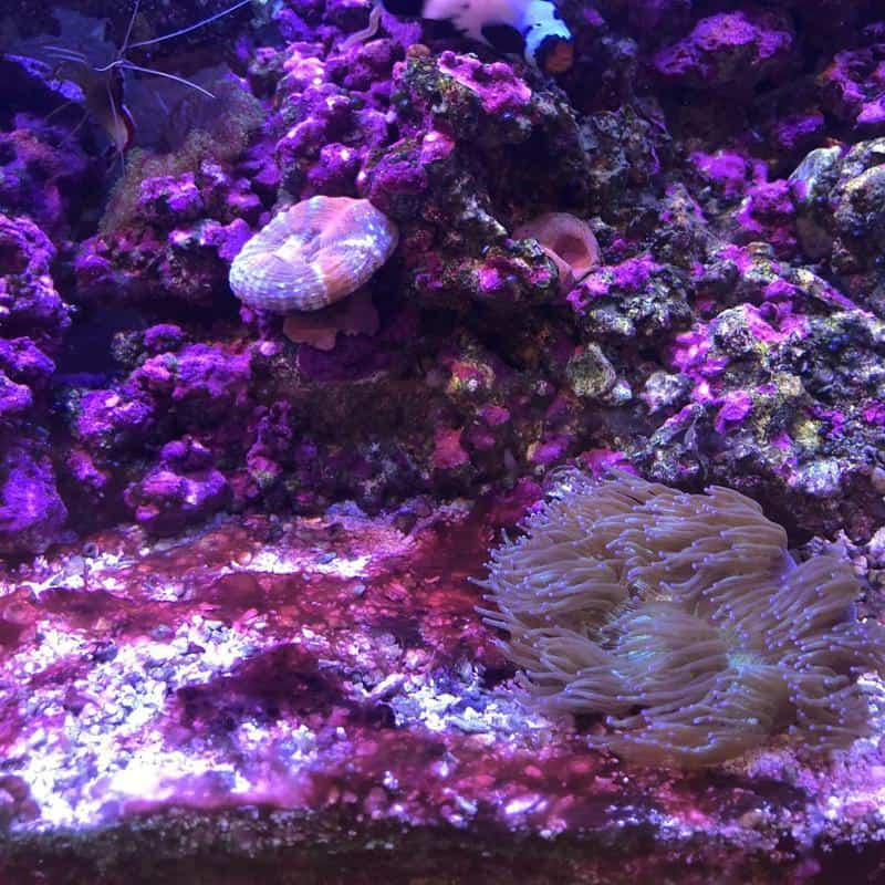 Red Slime Algae