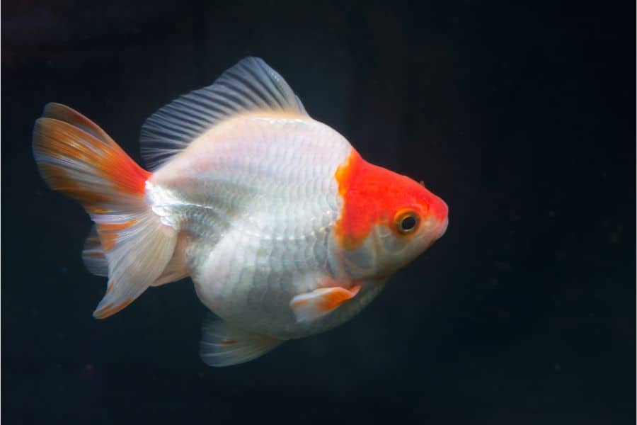 Ryukin Goldfish