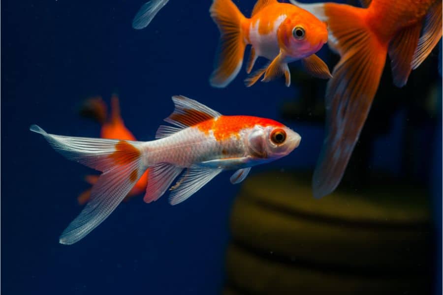 Sarasa Comet Goldfish