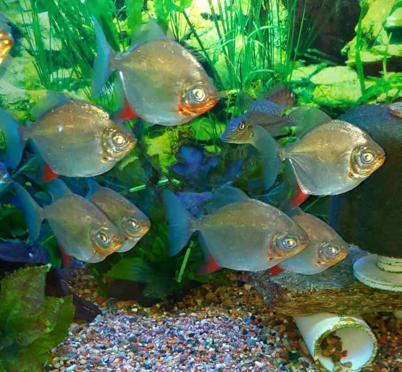 Silver Dollar Fish in tank