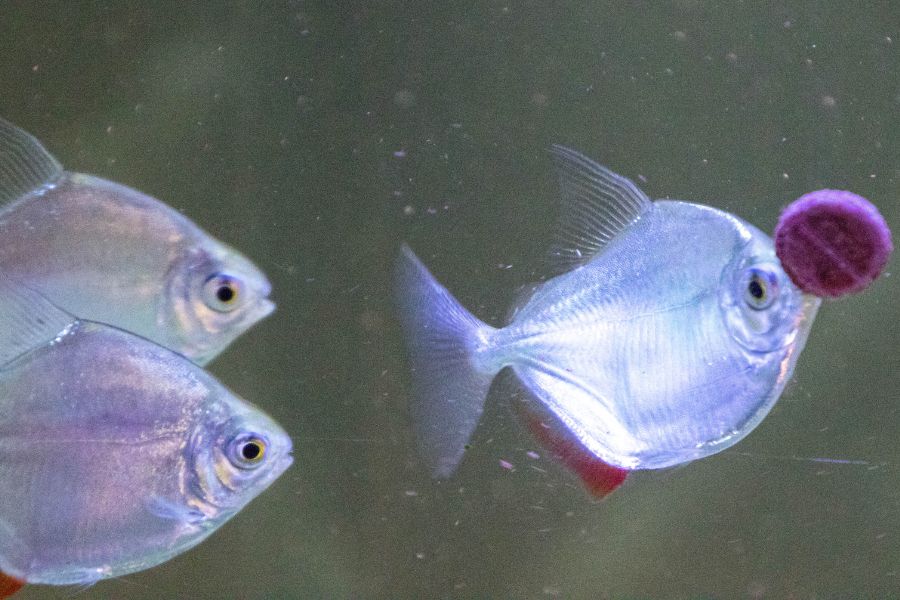 Silver Dollar Fish Feeding