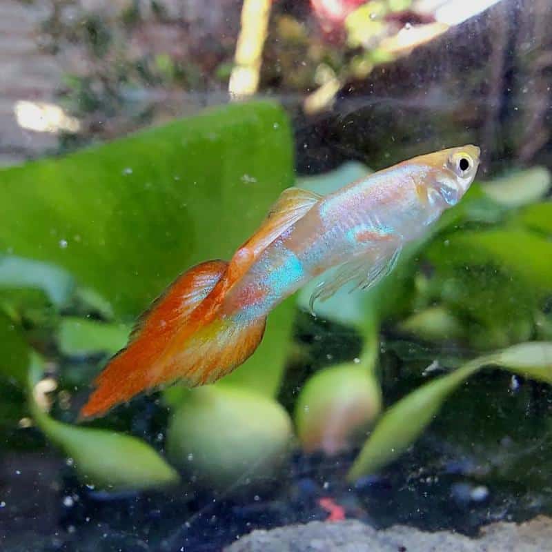 Spear Tail Guppy