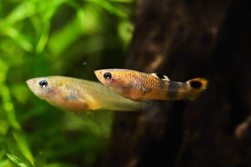 Swamp Guppy (Micropoecilia picta)