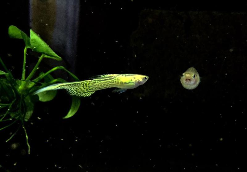 Top Swordtail Guppy