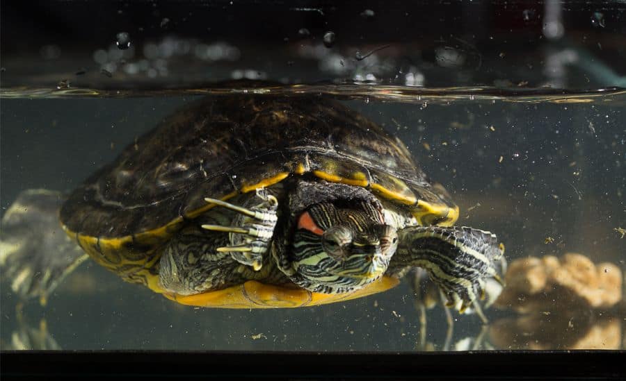 Turtle Floating on Water