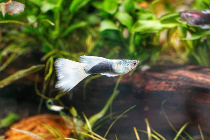 Tuxedo Guppy