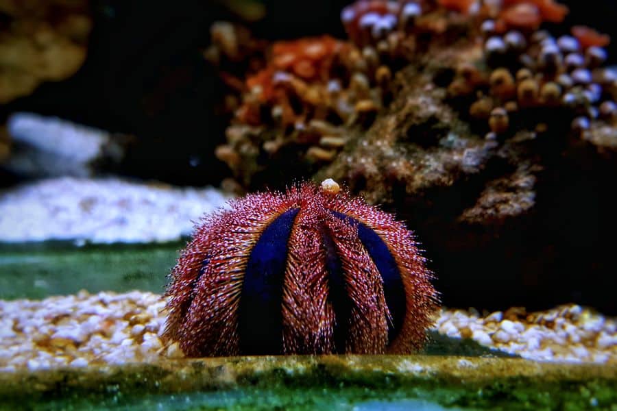 Tuxedo Urchin