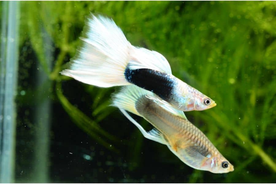 Veiltail Guppy