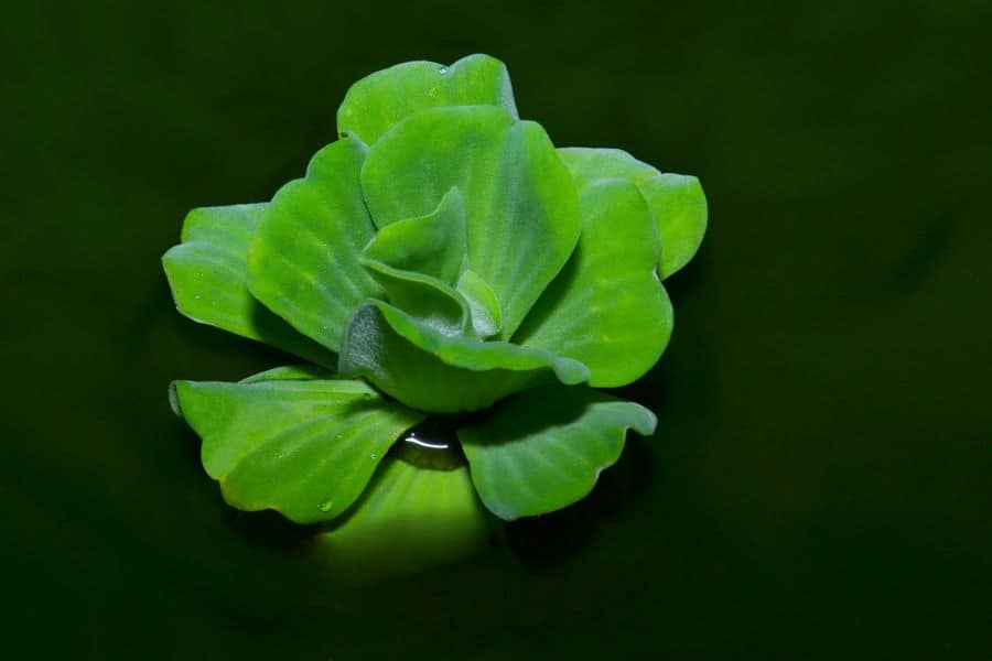 Water Lettuce