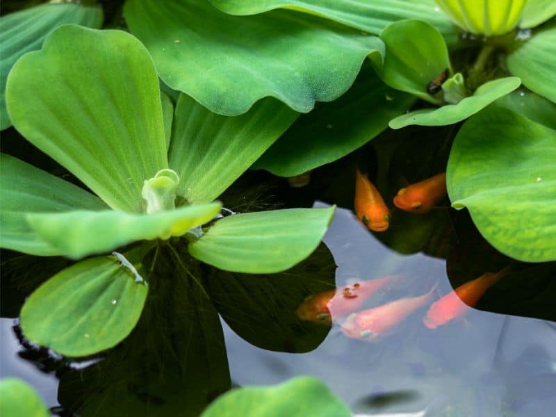 Water Lettuce in Aquarium