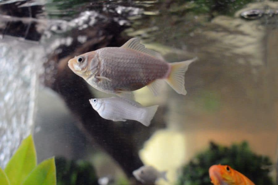 White Comet Goldfish