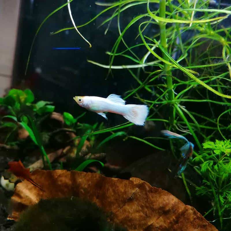 White Guppy