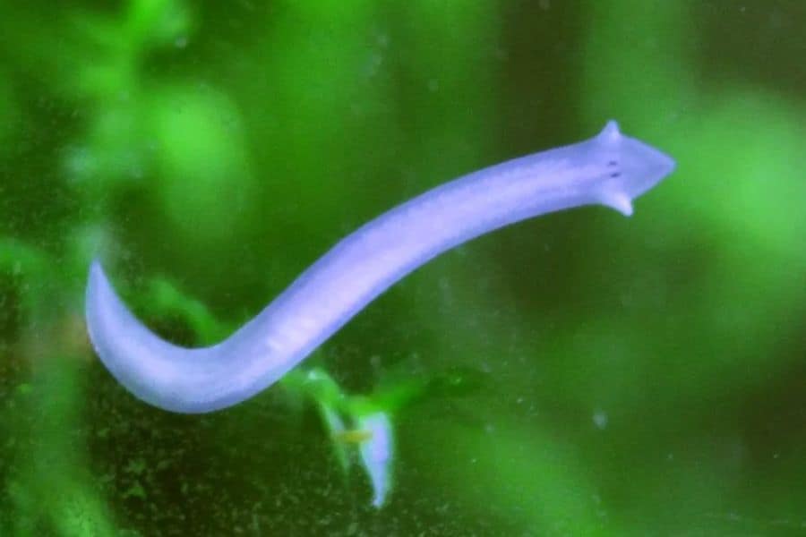 planaria in aquarium