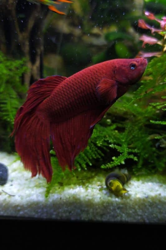 4 Best Substrates For Betta Fish