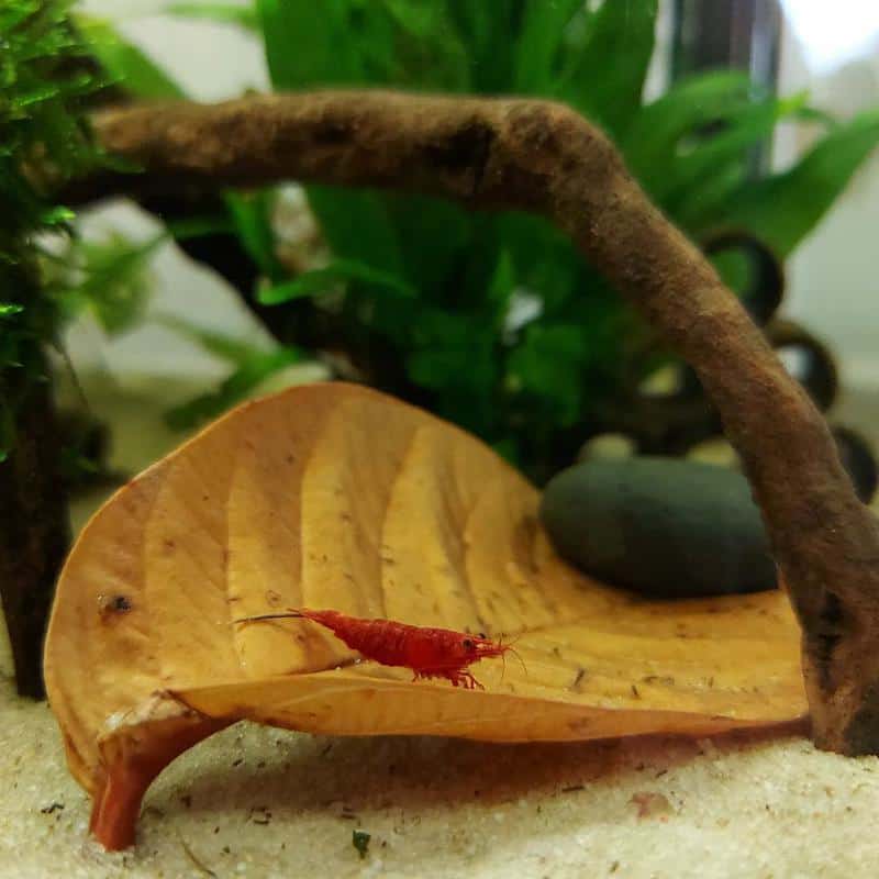 shrimp on Indian Almond Leaves