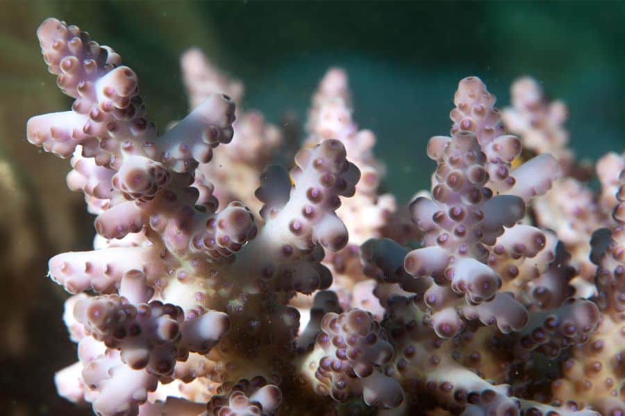 Acropora