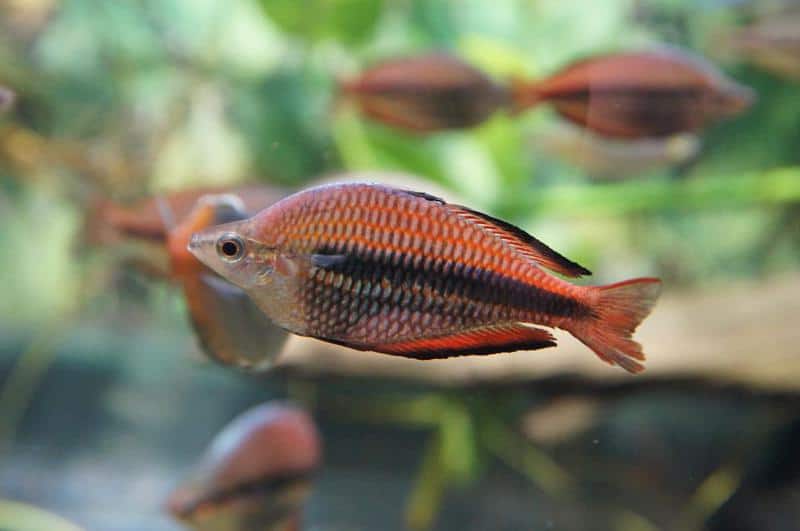 Banded Rainbowfish