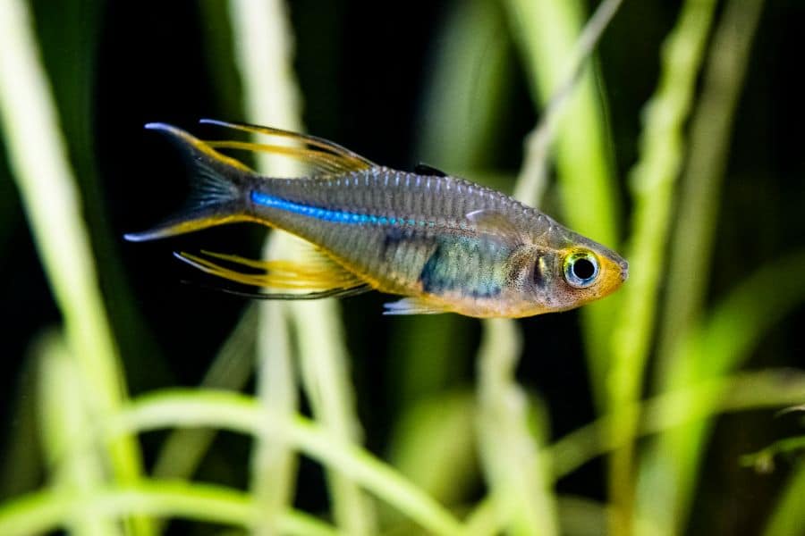 Celebes Rainbowfish