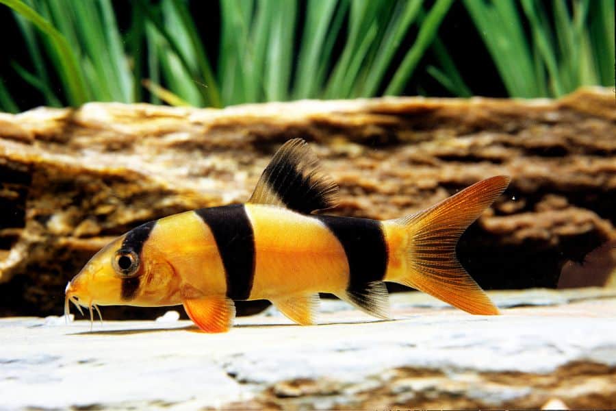 Clown Loach