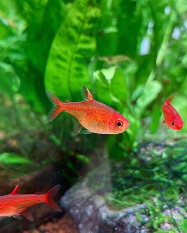 Ember Tetra Size Lifespan Tank Mates Care