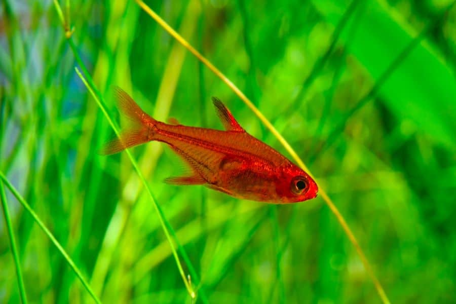 Ember Tetra