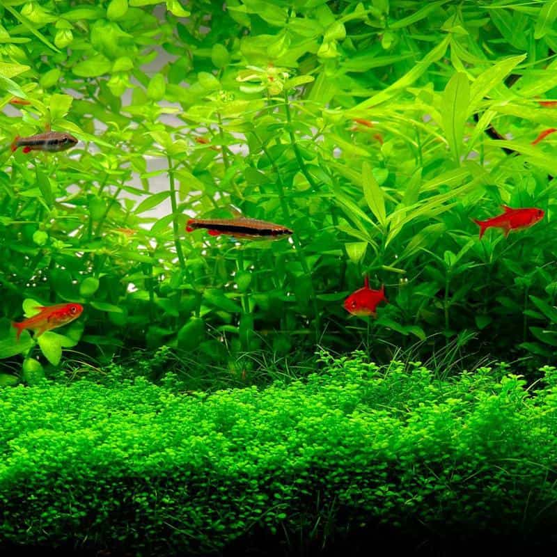 Ember Tetra Tank Mates