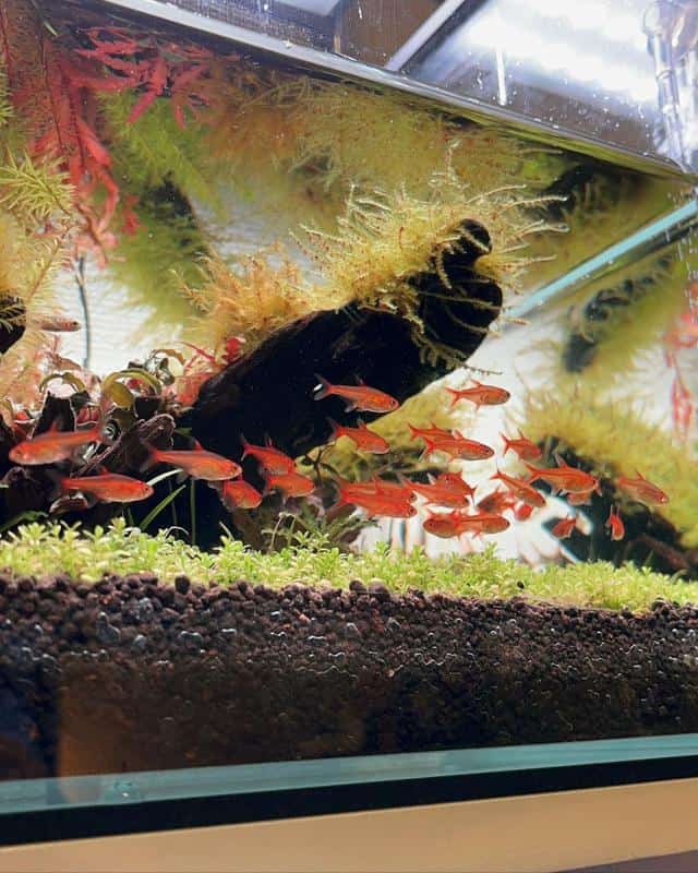 Ember Tetras in Tank